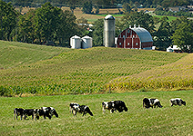 Dairy Farm